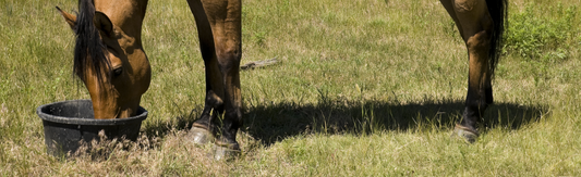 Ulcers in horses
