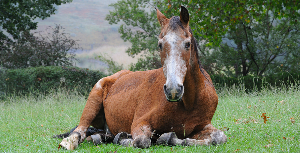 Managing the Veteran Horse