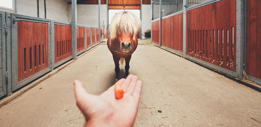 The Golden Rules Of Feeding