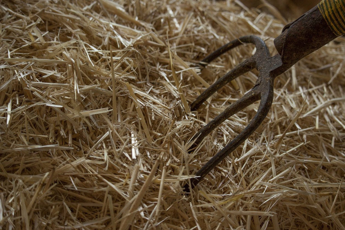 The Ammonia smell in the stable: Is it a health threat? Or an innocent, if unpleasant, part of life with horses?