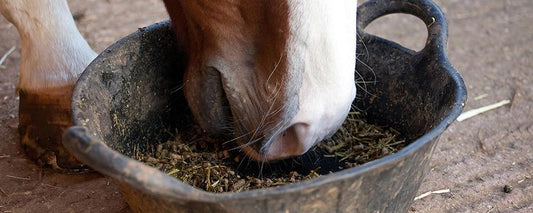 Feeding Forage and Avoiding Colic