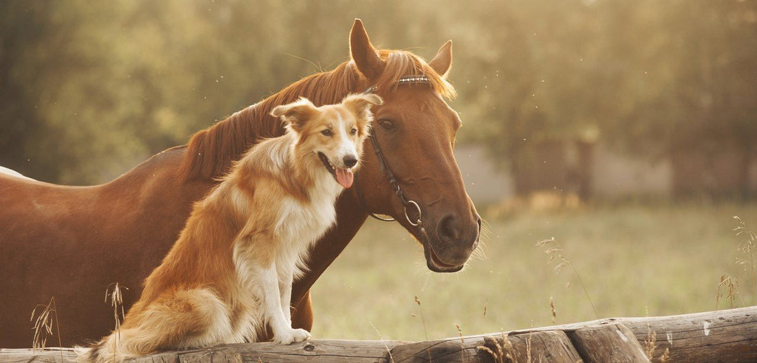 What do we know about coronavirus and its potential threat to our animals?