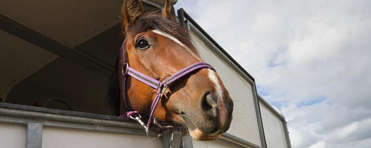 Travelling horses