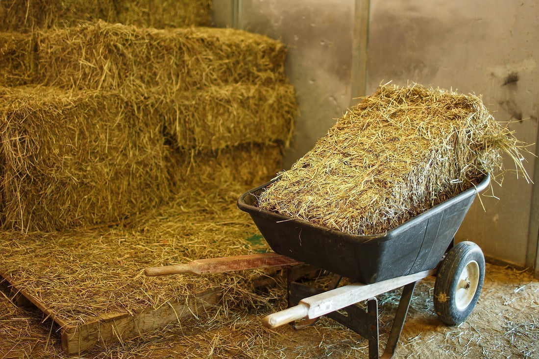 An in Depth Look at Forage