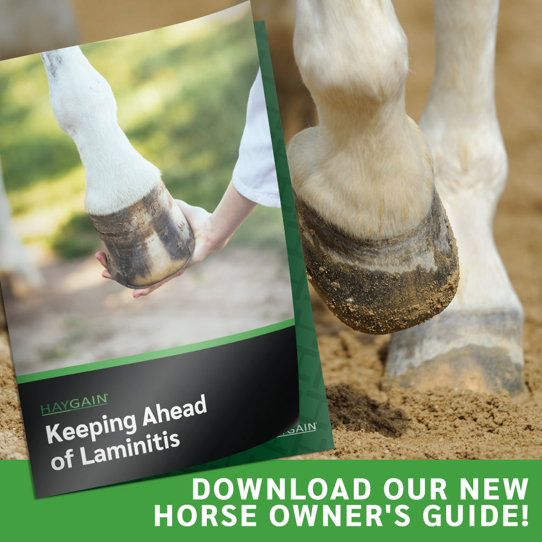 Horse Owner's Guide: Laminitis Part 1