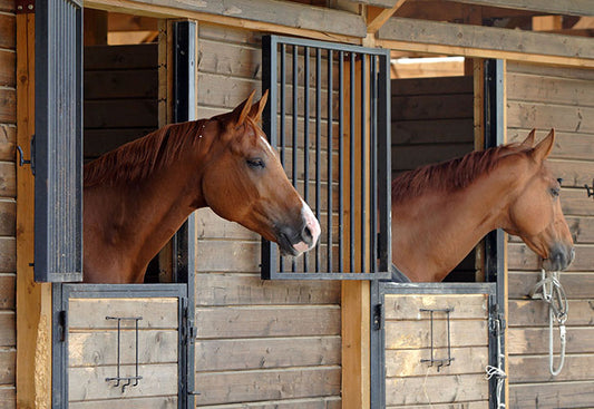 Respiratory problems in horses: Part 2