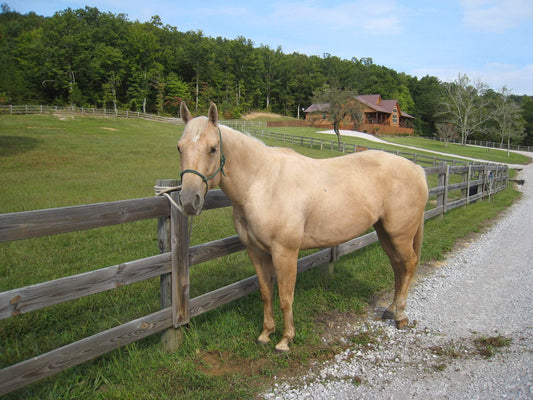 Steamed hay “changed everything,” says initially skeptical owner.