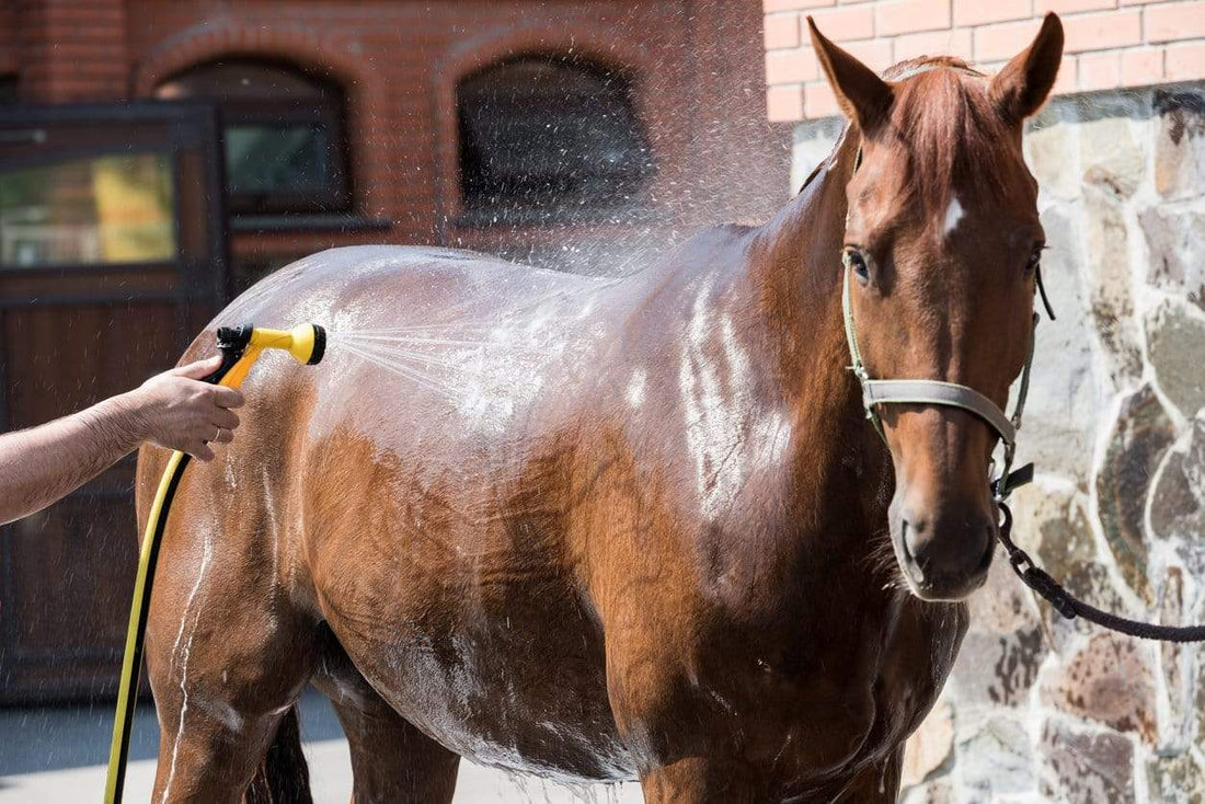 A Southern Problem: Managing and Feeding Horses to Maintain Health In Hot and Humid Weather