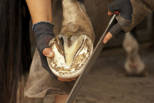 Laminitis in Horses: What Every Horse Owner Needs to Know, Part Two