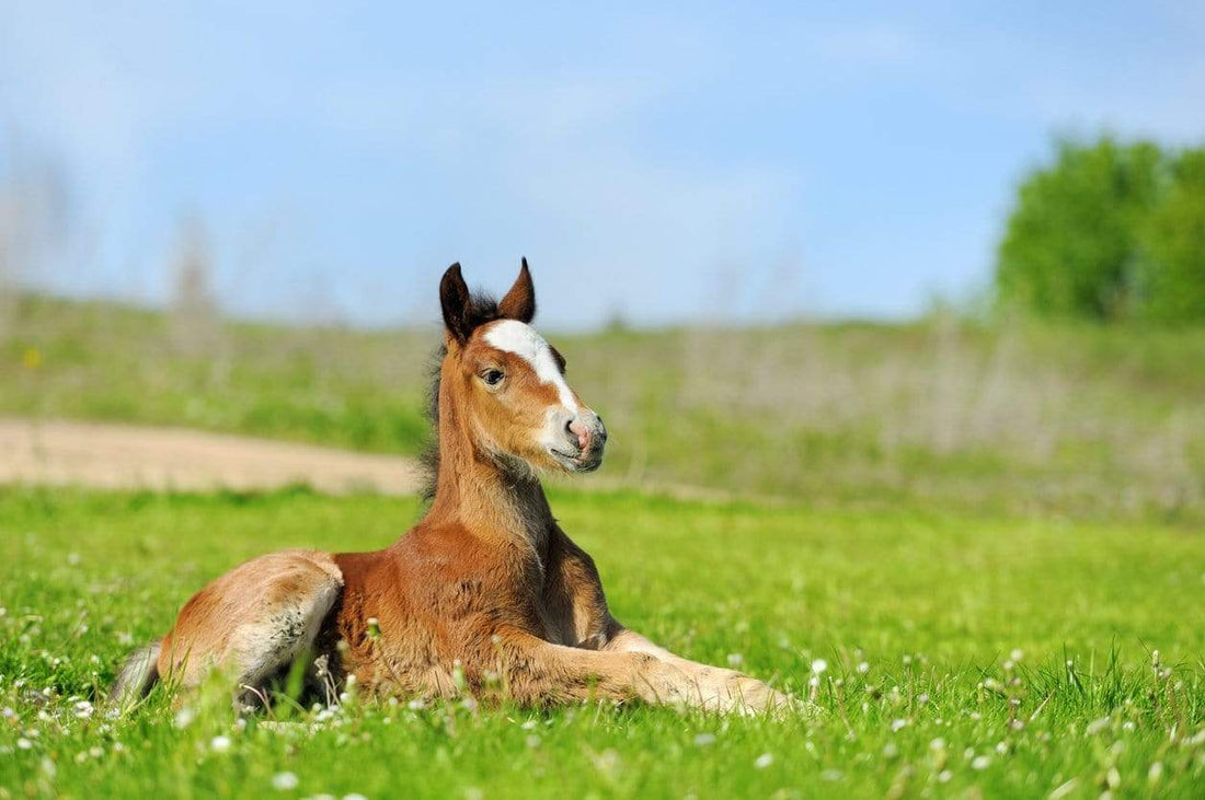 Some Long-term Impacts of Foal Management