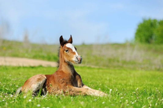 Some Long-term Impacts of Foal Management