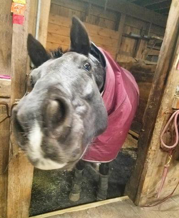 Leo's Journey: Therapeutic Flooring in the Rehabilitation of a Dressage Horse