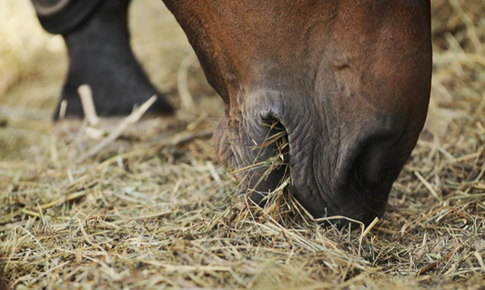 Legend, the Mustang with improved health through Haygain's hay steaming