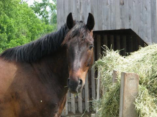 Horse enjoying the benefits of hay steamed with Haygain® Hay Steamers