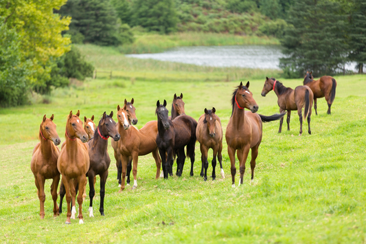 Equine Science Reporter’s Two Horses Benefit from what She Learns on the Job.
