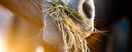 Mmmm! The sweet smell of steamed hay!