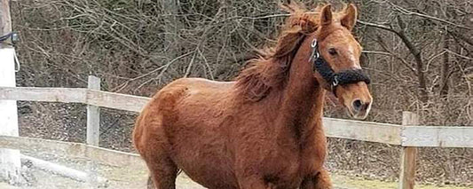 Hay steaming brings an aged Mustang with RAO to a state of “more go than whoa!”