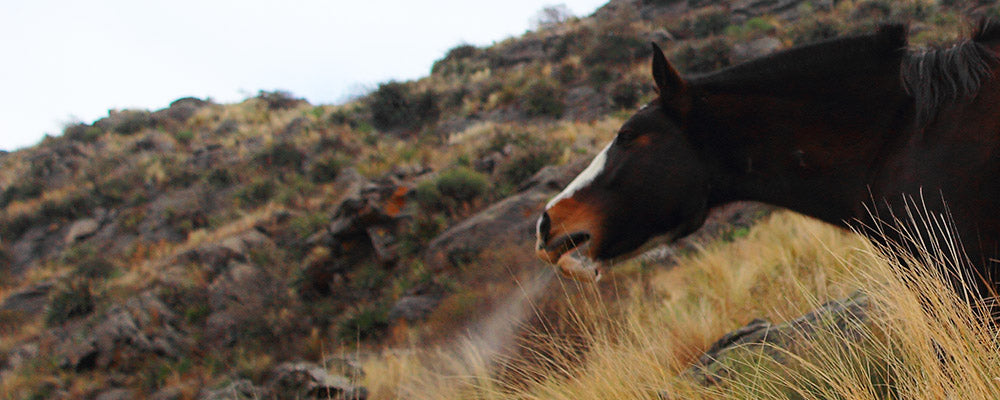 Respiratory problems in horses: Part 1
