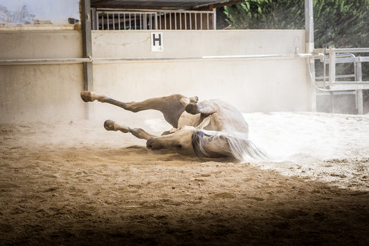 Colic in horses