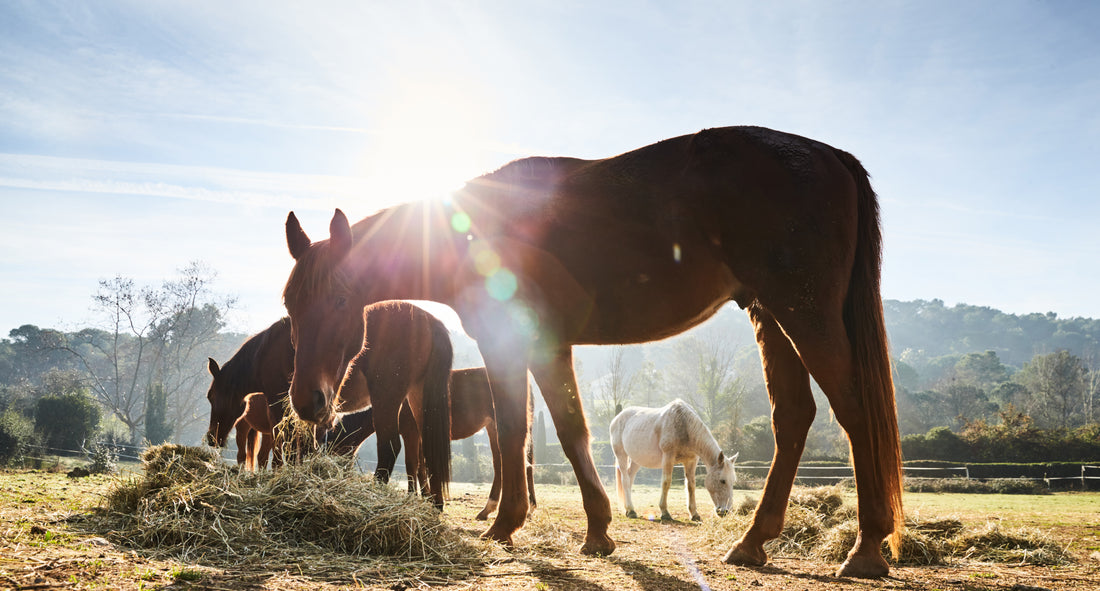 Part 1: Forage Analysis: Seeing through the Hays