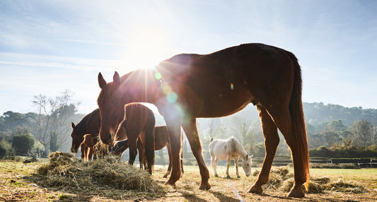 Part 1: Forage Analysis: Seeing through the Hays