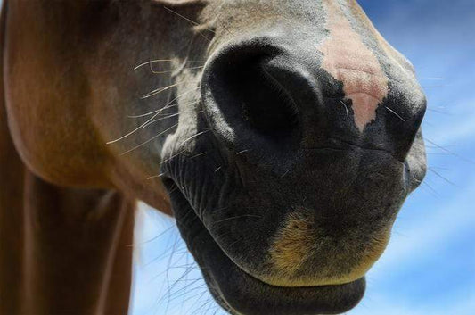 Scientific Reports, a Nature Research publication, publishes new research identifying new allergen associated with severe equine asthma (sEA).