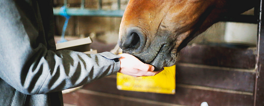 Top Feeding Tips from Top Riders