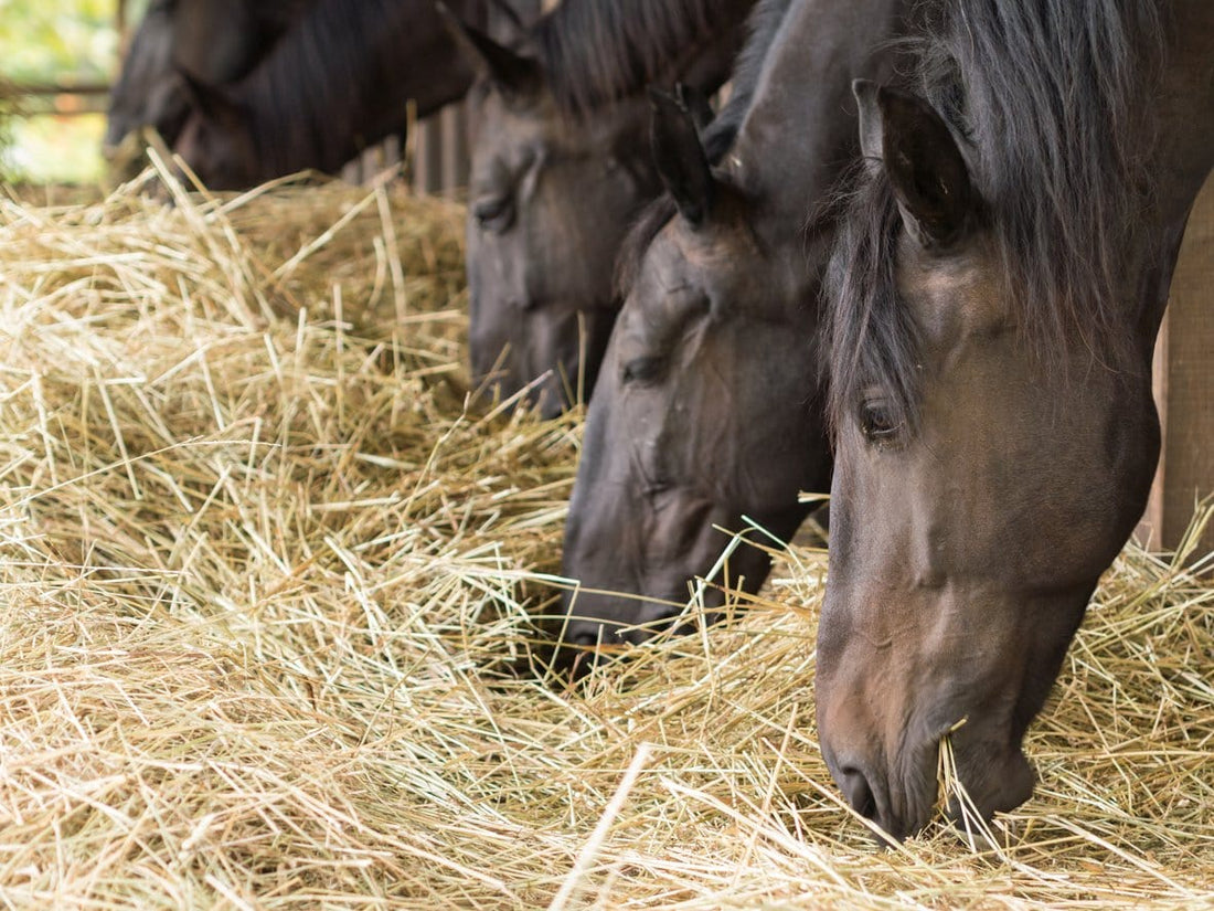 Making hay