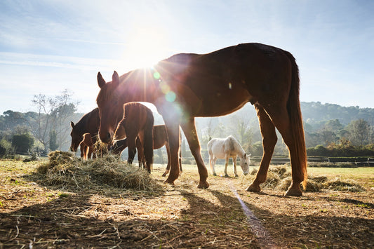 The importance of the horses respiratory system in health and performance, by Dr David Marlin - part 2