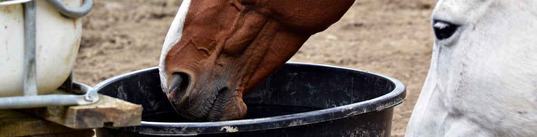 Hydration & Forage