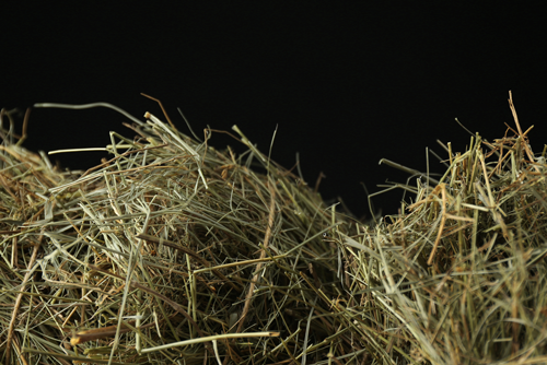The Haybiome Study