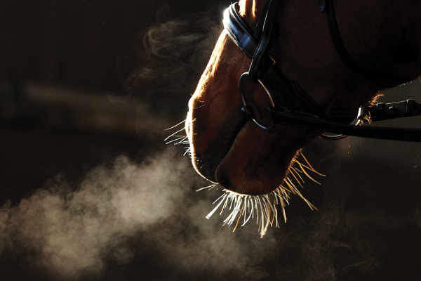 In a large scale study with almost 750 horses, the key findings were: