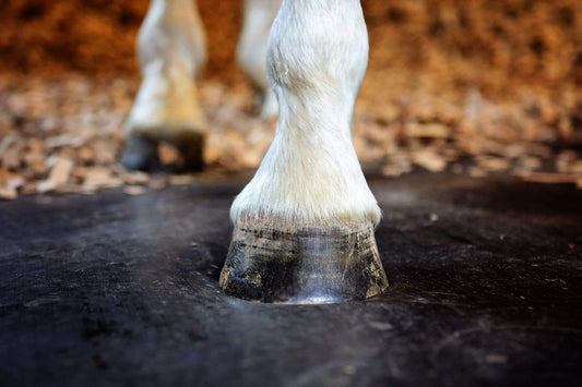 ComfortStall: an appropriately cushioned surface for equine musculoskeletal health