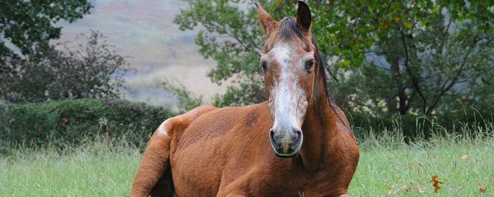 Managing the Senior Horse