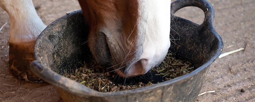 Feeding Forage and Avoiding Colic