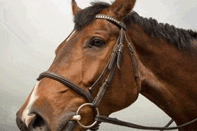 Understanding and Recognizing Fatigue in Horses