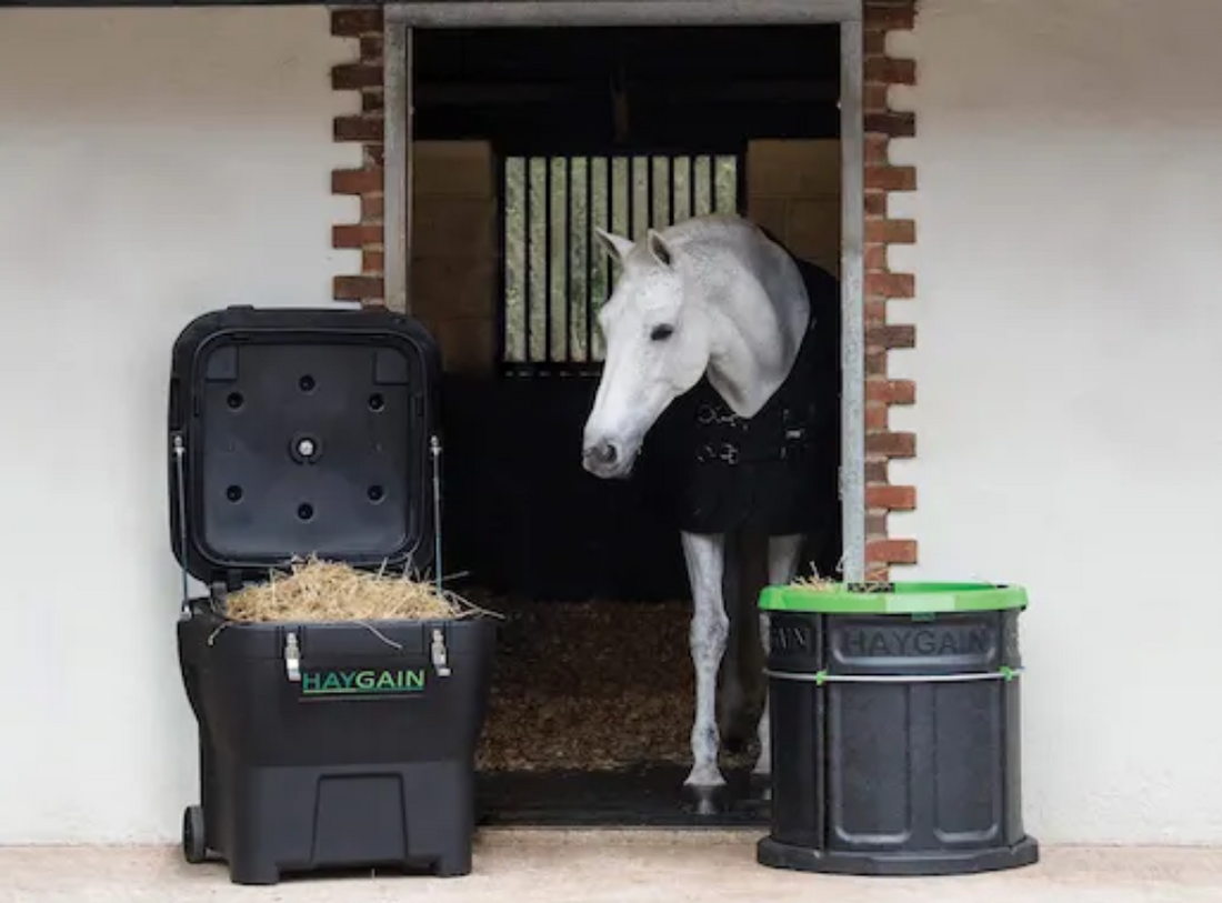 A Horse’s Happy New Year