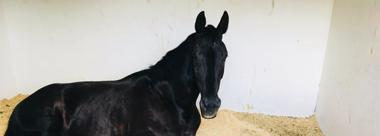 Horse Stall Mats