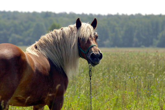 A look at carbohydrates in hay with the EMS horse in mind