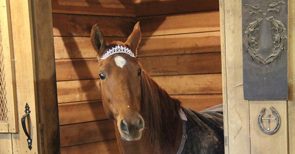 For this Owner, Steamed Hay is a Literal Life Saver