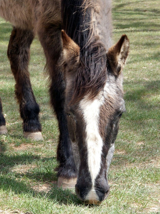 Managing the Geriatric Horse