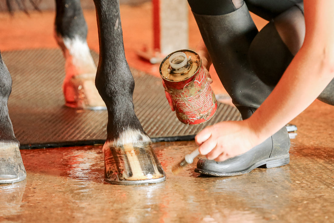 Horse Care Cost Saving Tips