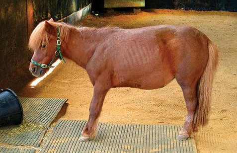 Horse showing symptoms of laminitis