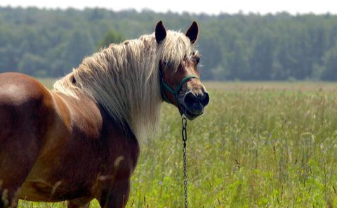 Obese horse showing signs of excess weight