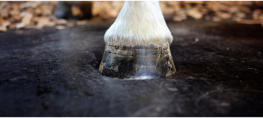 ComfortStall Sealed Orthopedic Flooring improving equine comfort