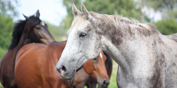 Senior horse resting comfortably in a ComfortStall