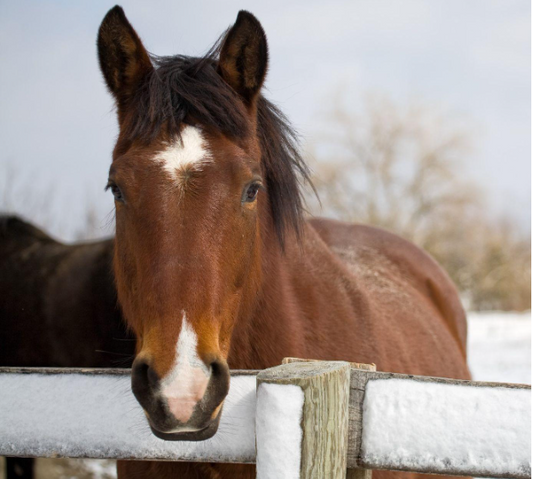 Horse coughing during winter, an issue addressed by Haygain