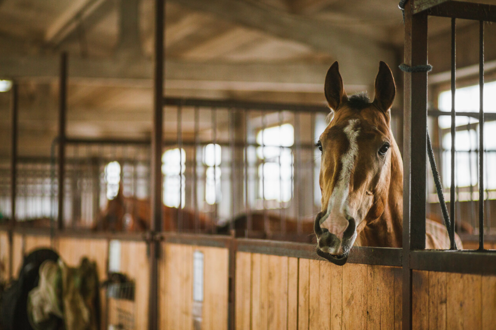 Barn Upgrades for Horse Health Air, air. My kingdom for fresh air!