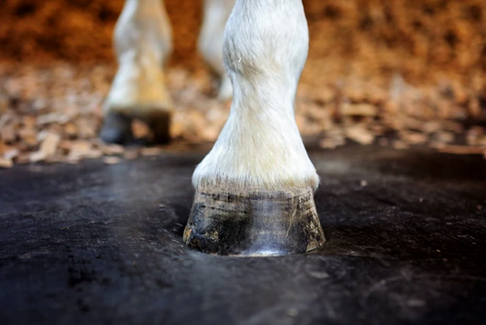 Anne Klein with her horse benefiting from Haygain products