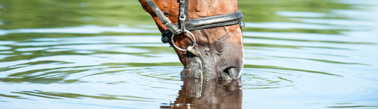 Horse drinking water to prevent dehydration in winter